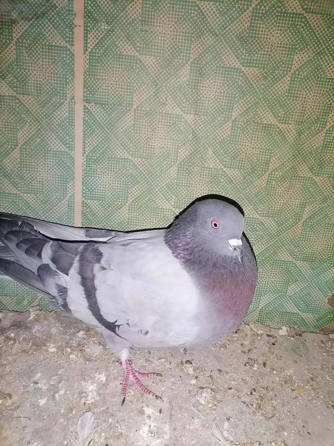 عتیقه پرشی نر|پرنده|نقده, |دیوار