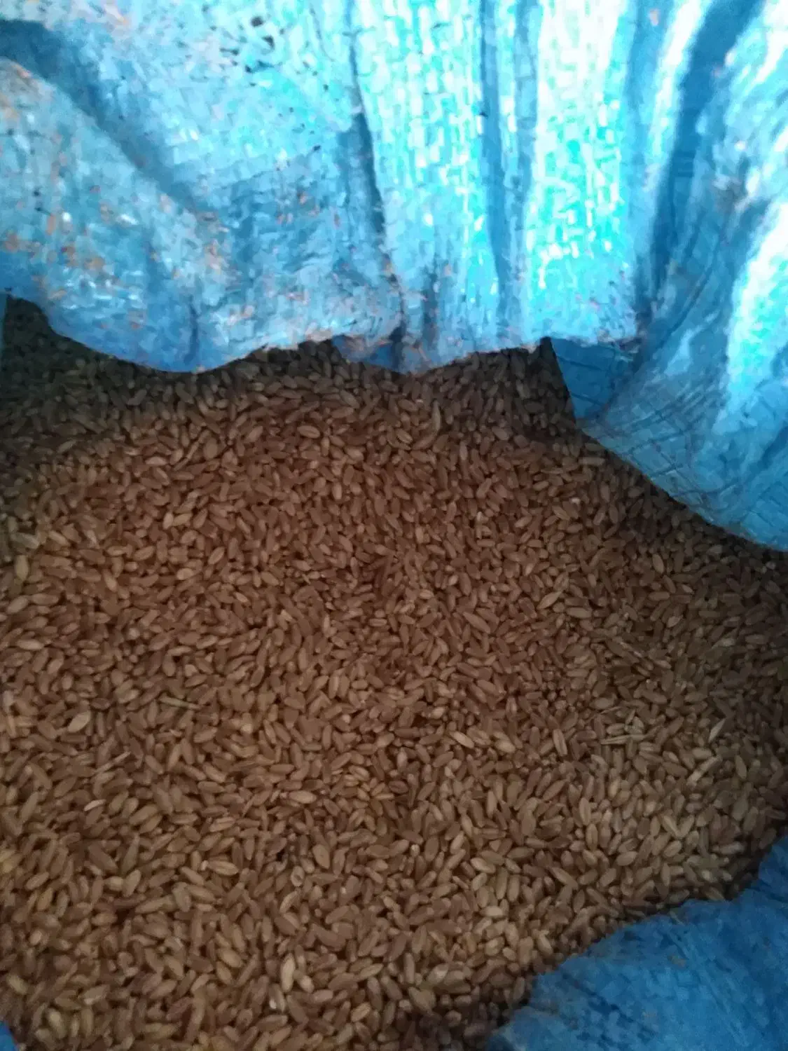 گندم|خوردنی و آشامیدنی|زرنه, |دیوار