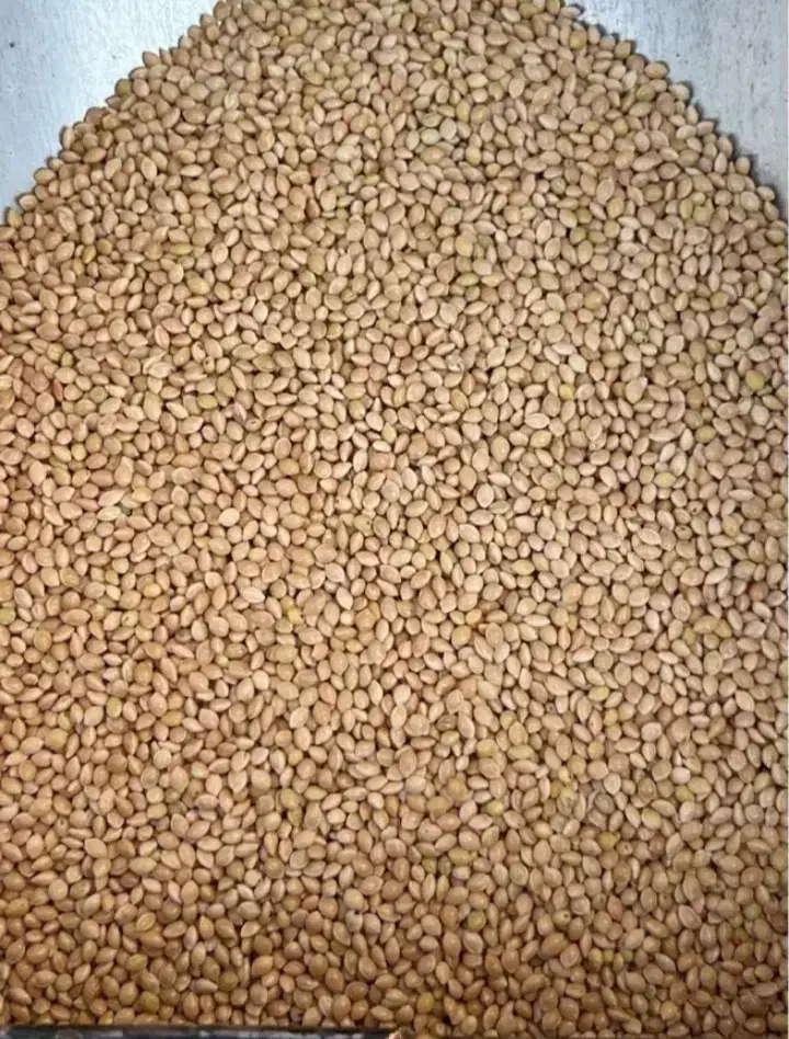 ارزن درجه یک نگار محلی|لوازم جانبی حیوانات|بردسیر, |دیوار