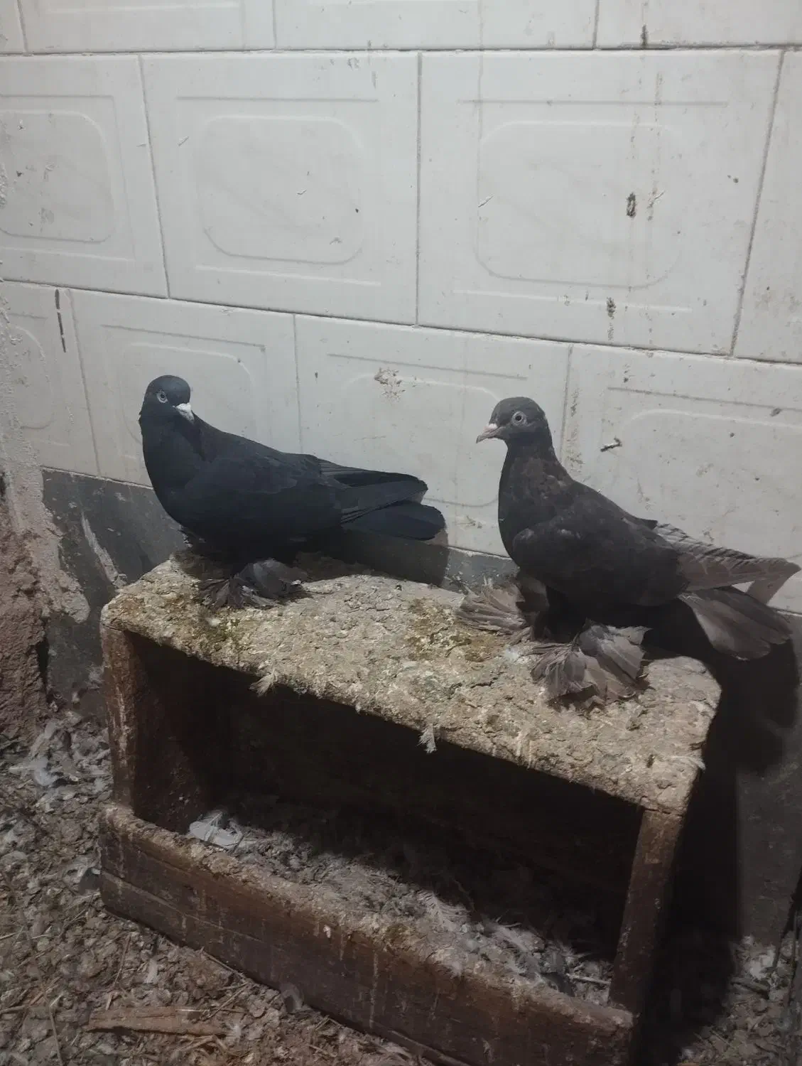 فروش|پرنده|لیلان, |دیوار