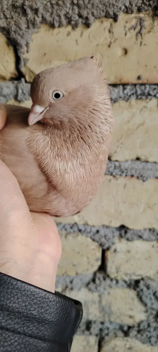 ماده زرد|پرنده|شهرضا, |دیوار