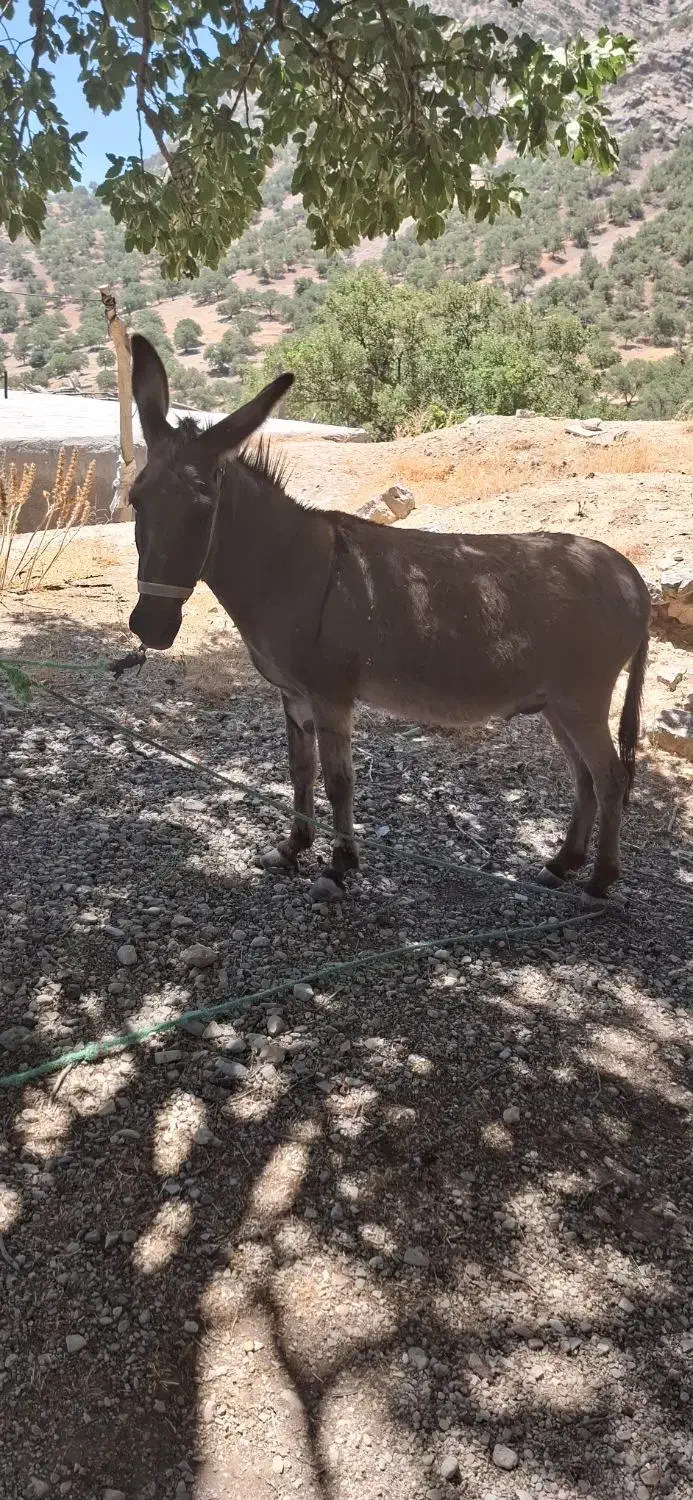 یک راس الاغ نر جوان|حیوانات مزرعه|لوداب, |دیوار