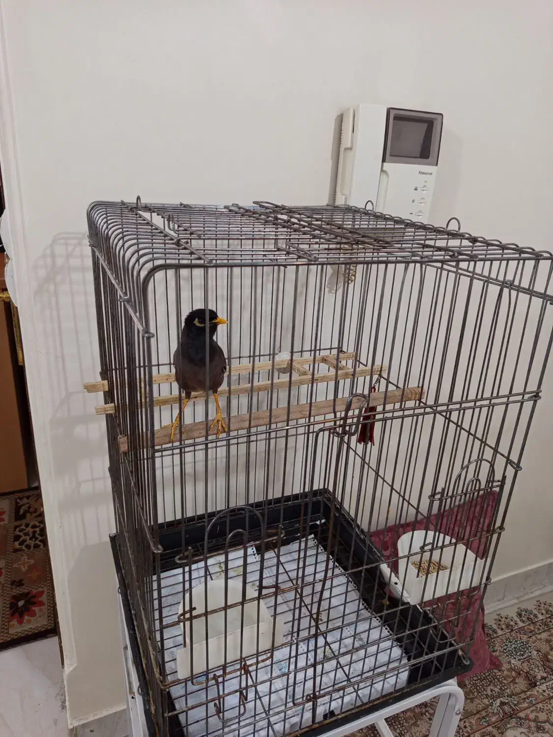 مرغ مینا جوجه سخنگو با قفس|پرنده|تهران, جیحون|دیوار