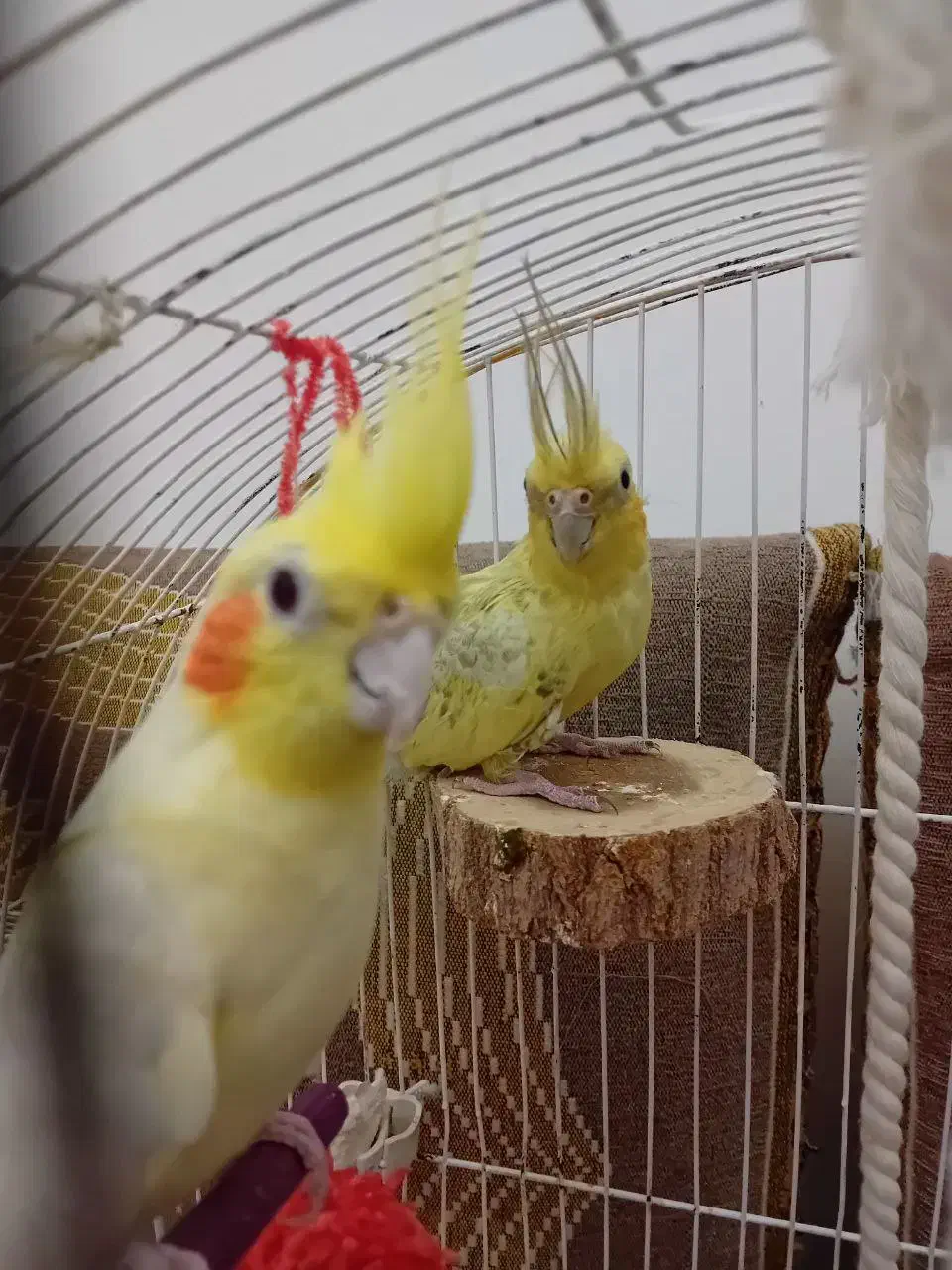 عروس هلندی|پرنده|نکا, |دیوار