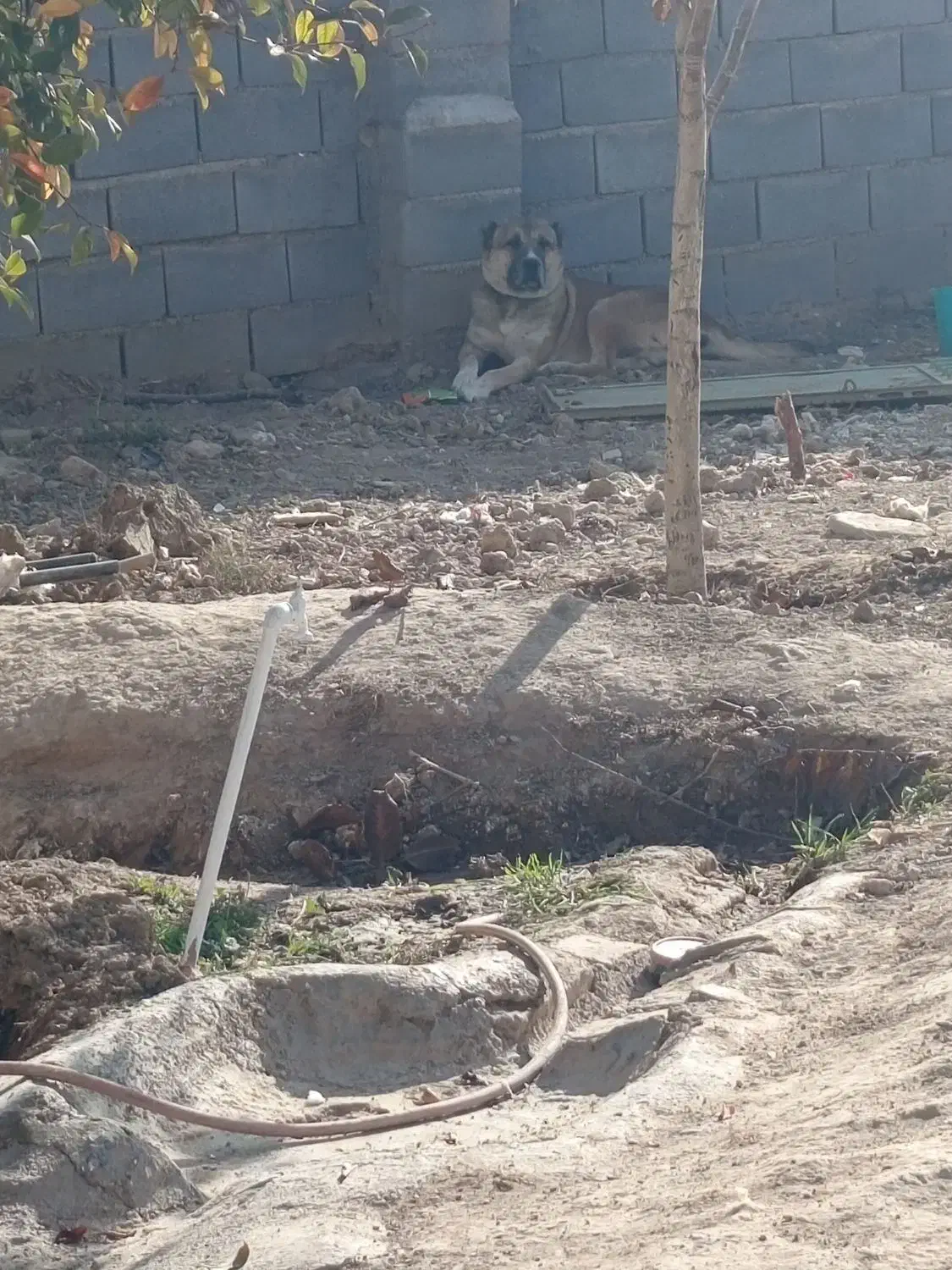 واگذاری سگ|سگ|قوچان, |دیوار