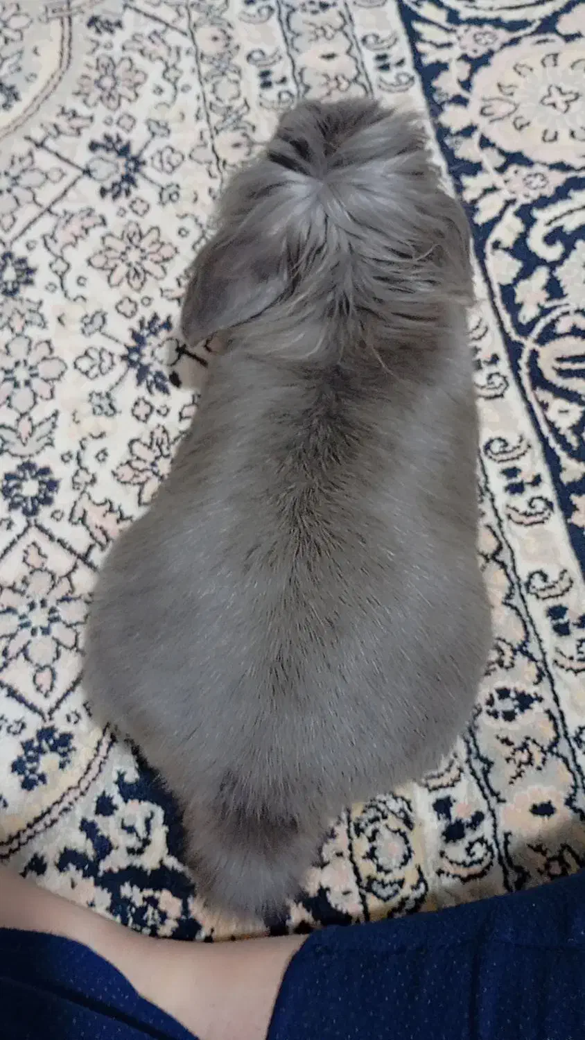 گمشده|موش و خرگوش|رامهرمز, |دیوار