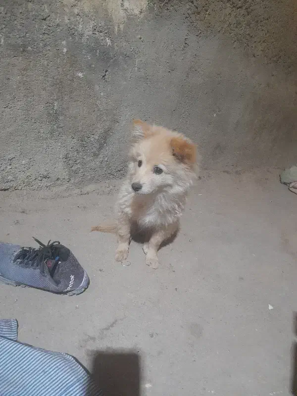 سگ پوز روباهی|سگ|شیراز, شهرک کوشکک|دیوار