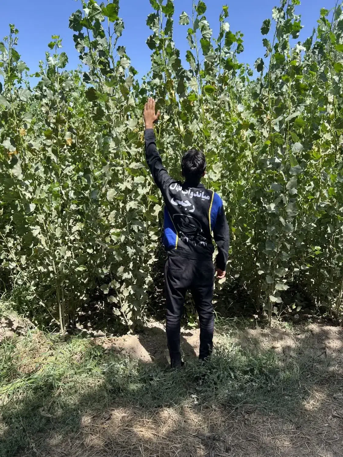 فروش نهال صنوبر تبریزی یکساله ۱۵ هزار|خدمات باغبانی و درختکاری|سیسخت, |دیوار