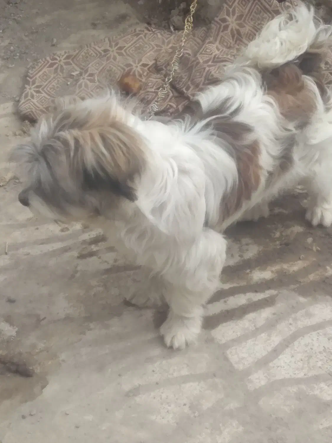 سگ‌شیتزو|سگ|مشهد, کلاته برفی|دیوار