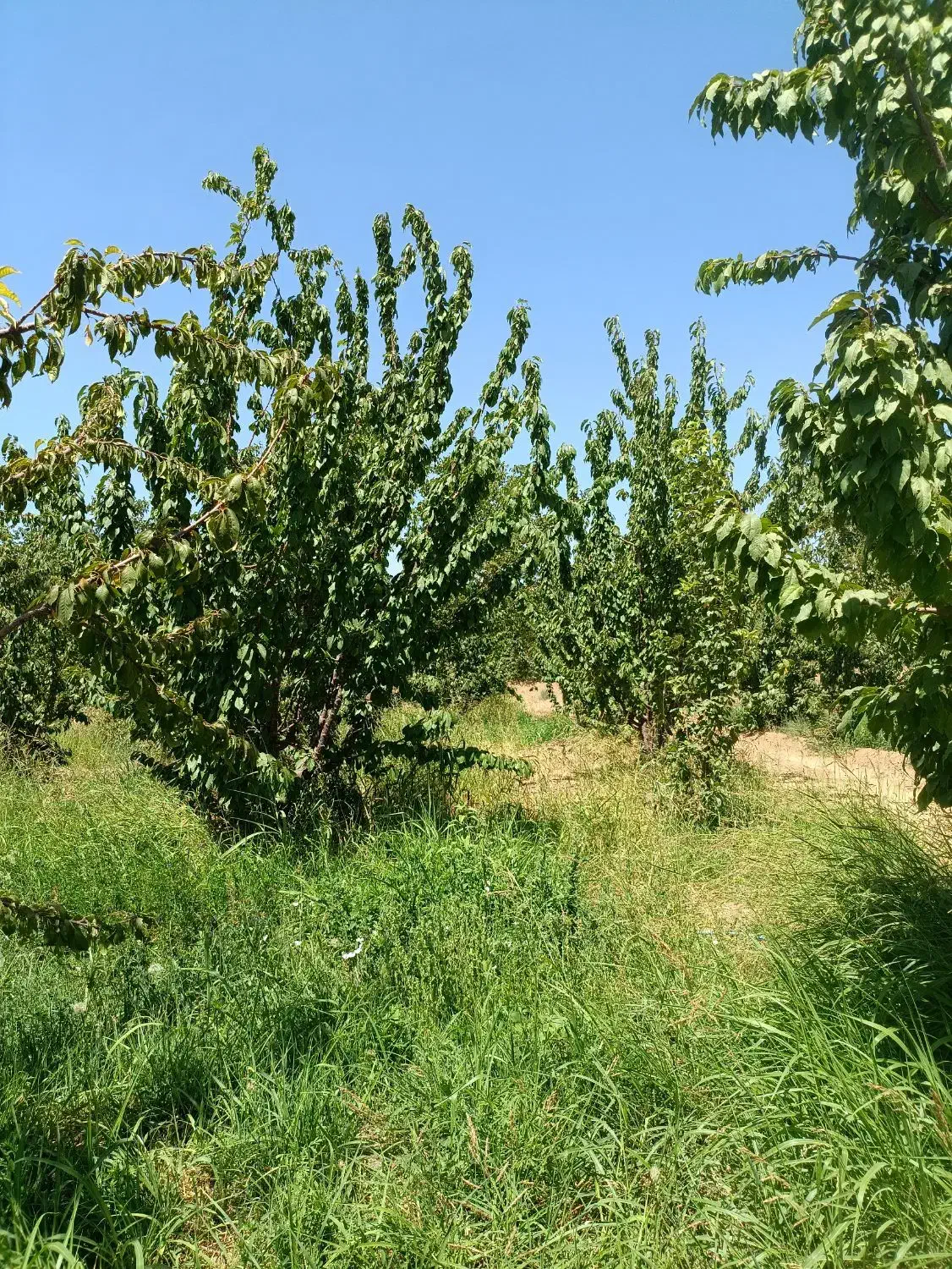 زمین کشاورزی مسطح|فروش دفتر صنعتی، کشاورزی، تجاری|شهرکرد, |دیوار