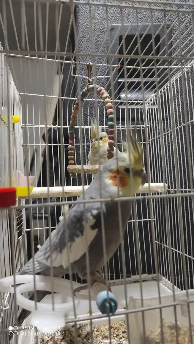 عروس هلندی|پرنده|تهران, تختی|دیوار