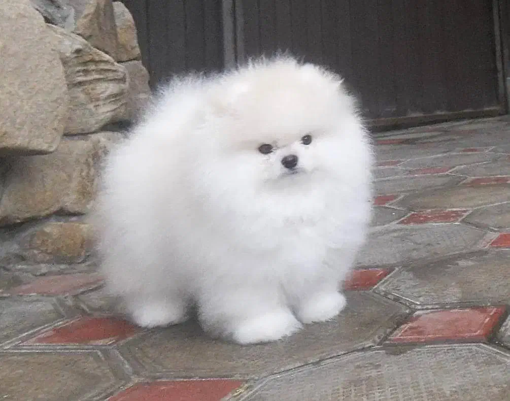 پامرانین خرسی|سگ|تهران, شهرک آزمایش|دیوار