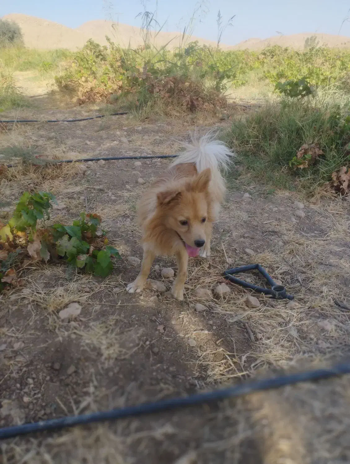 سگ پامرانین  پاکوتاه|سگ|سرپل ذهاب, |دیوار