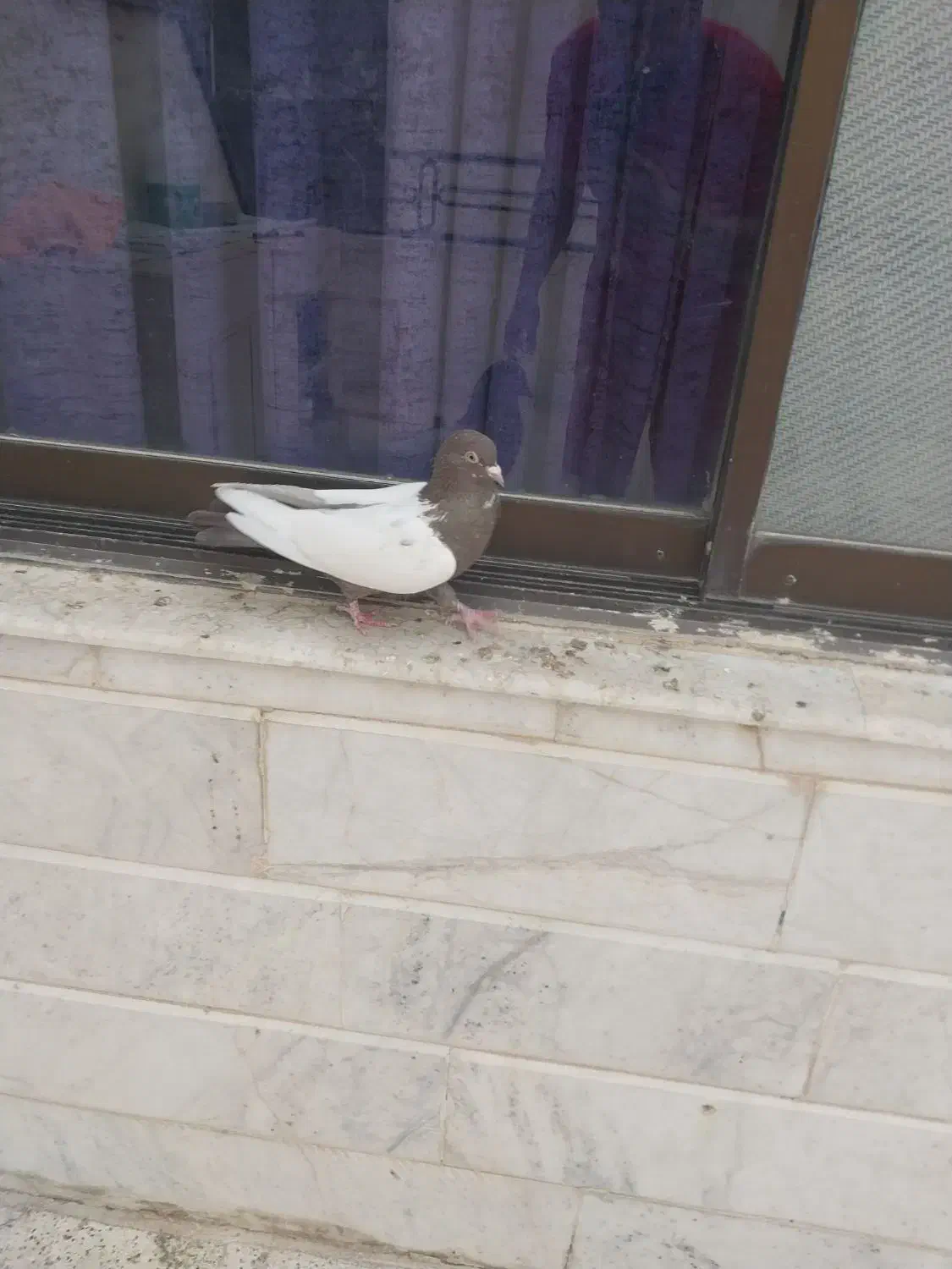 سینه سیاه، سینه مشکی، زاغ کاکلی|پرنده|مشهد, فارغ التحصیلان|دیوار