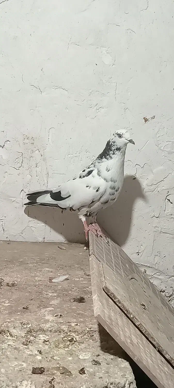 کبوتر ابلغ|پرنده|برازجان, |دیوار