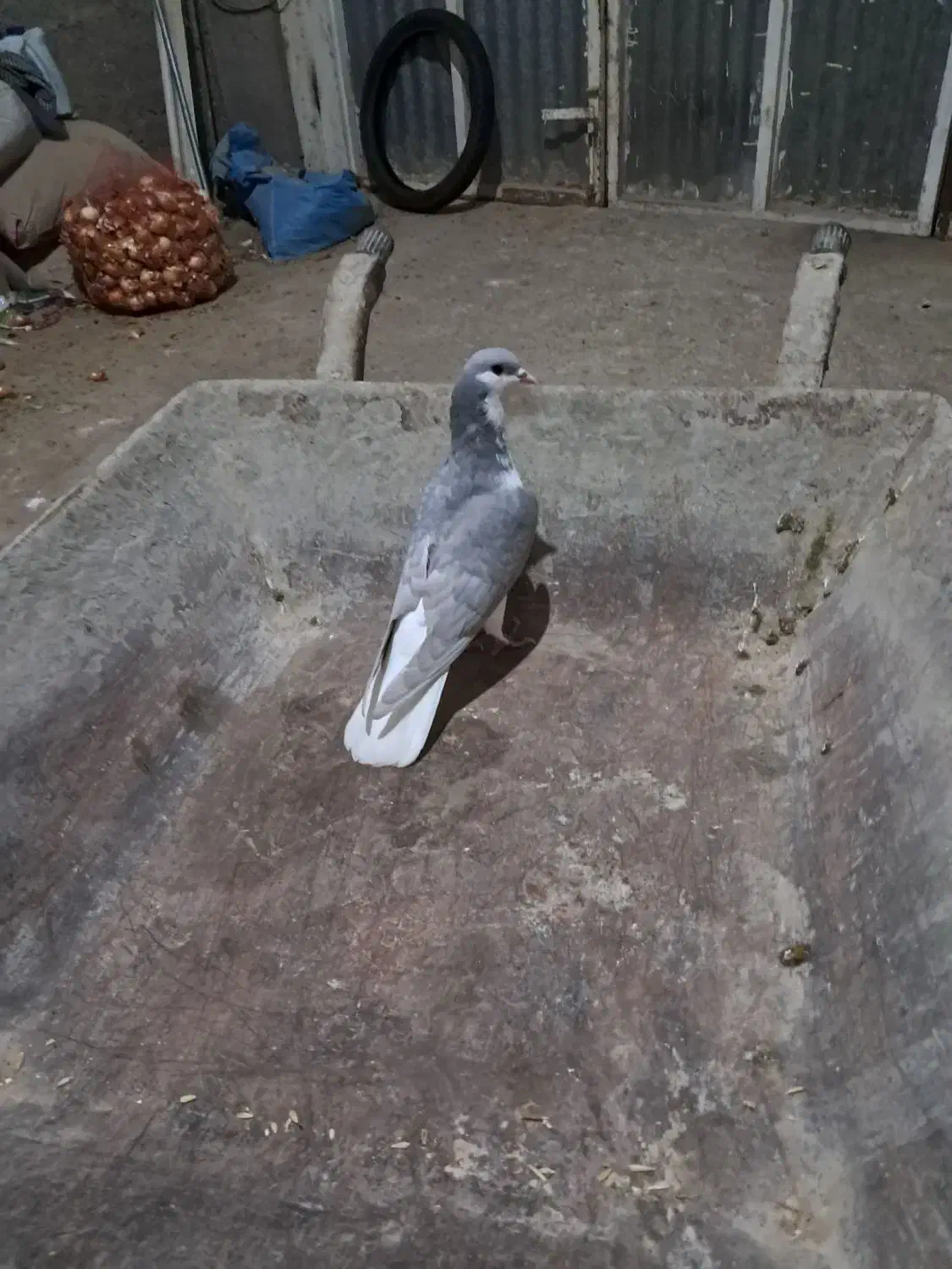 خوشرنگ الماسی|پرنده|جره و بالاده, |دیوار