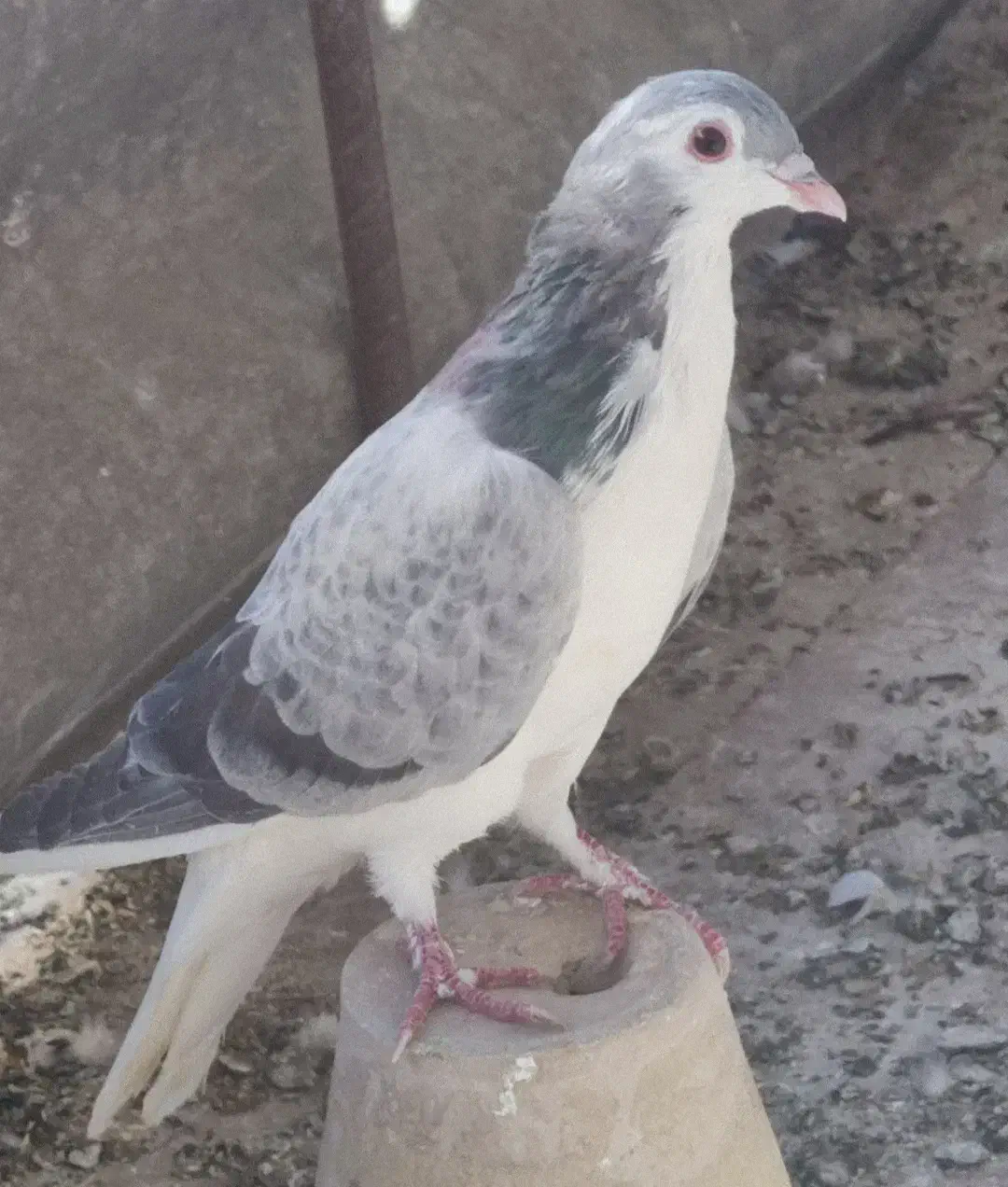 کبوتر دمگیر سرور پلاکی طوقی سینه پرشی|پرنده|اصفهان, بوستان ناژوان|دیوار