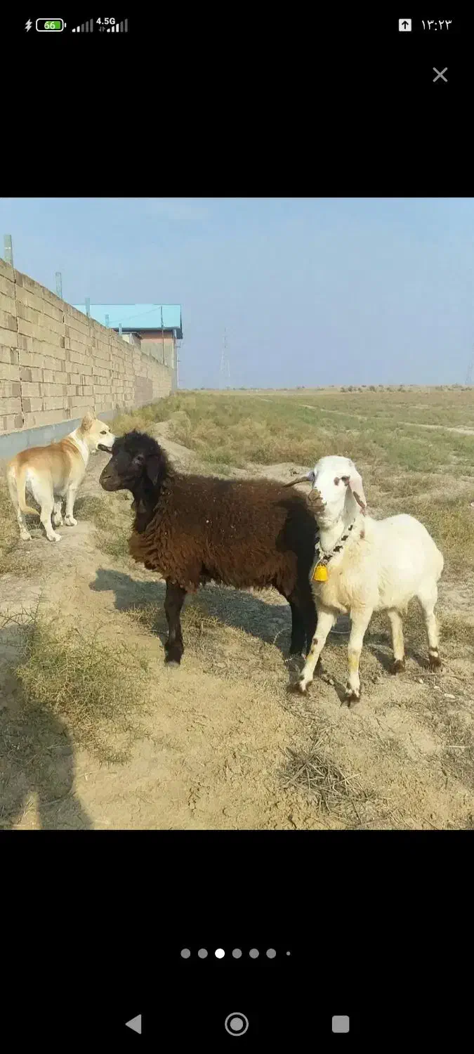سلام دو عدد بره افشاری ترو تمیز جفتی ۱۸ تومان|حیوانات مزرعه|گلی داغ, |دیوار