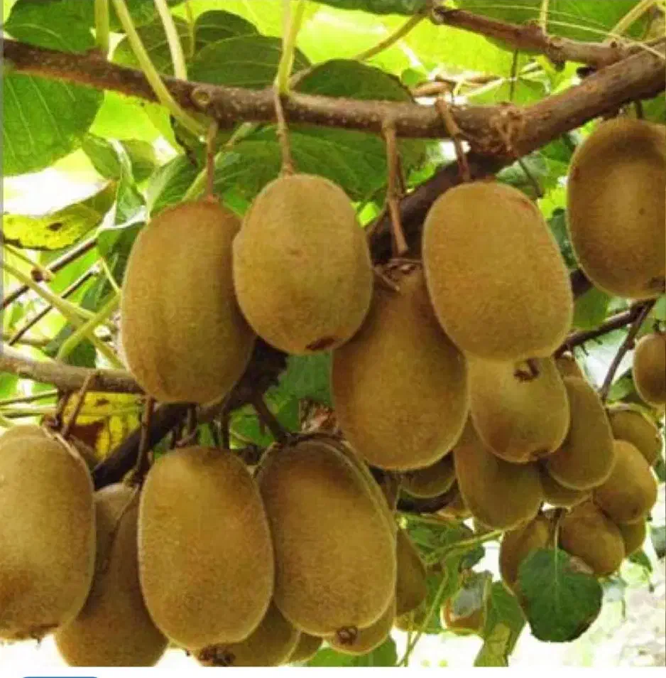 کیوی / پرتقال|عمده‌فروشی|نشتارود, |دیوار