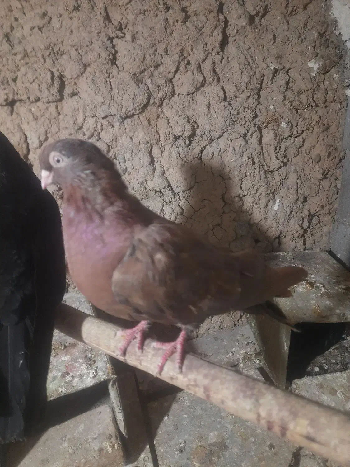 ماده سرخ|پرنده|شهرضا, |دیوار