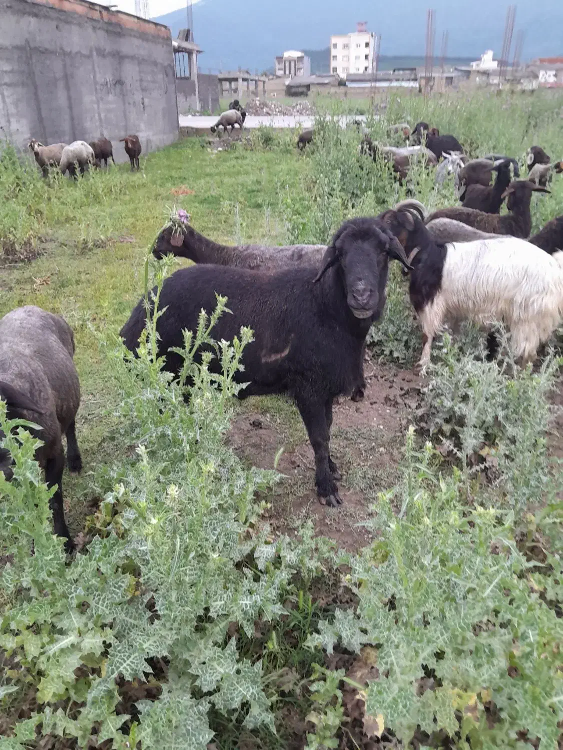 قوچ|حیوانات مزرعه|علی‌آباد کتول, |دیوار