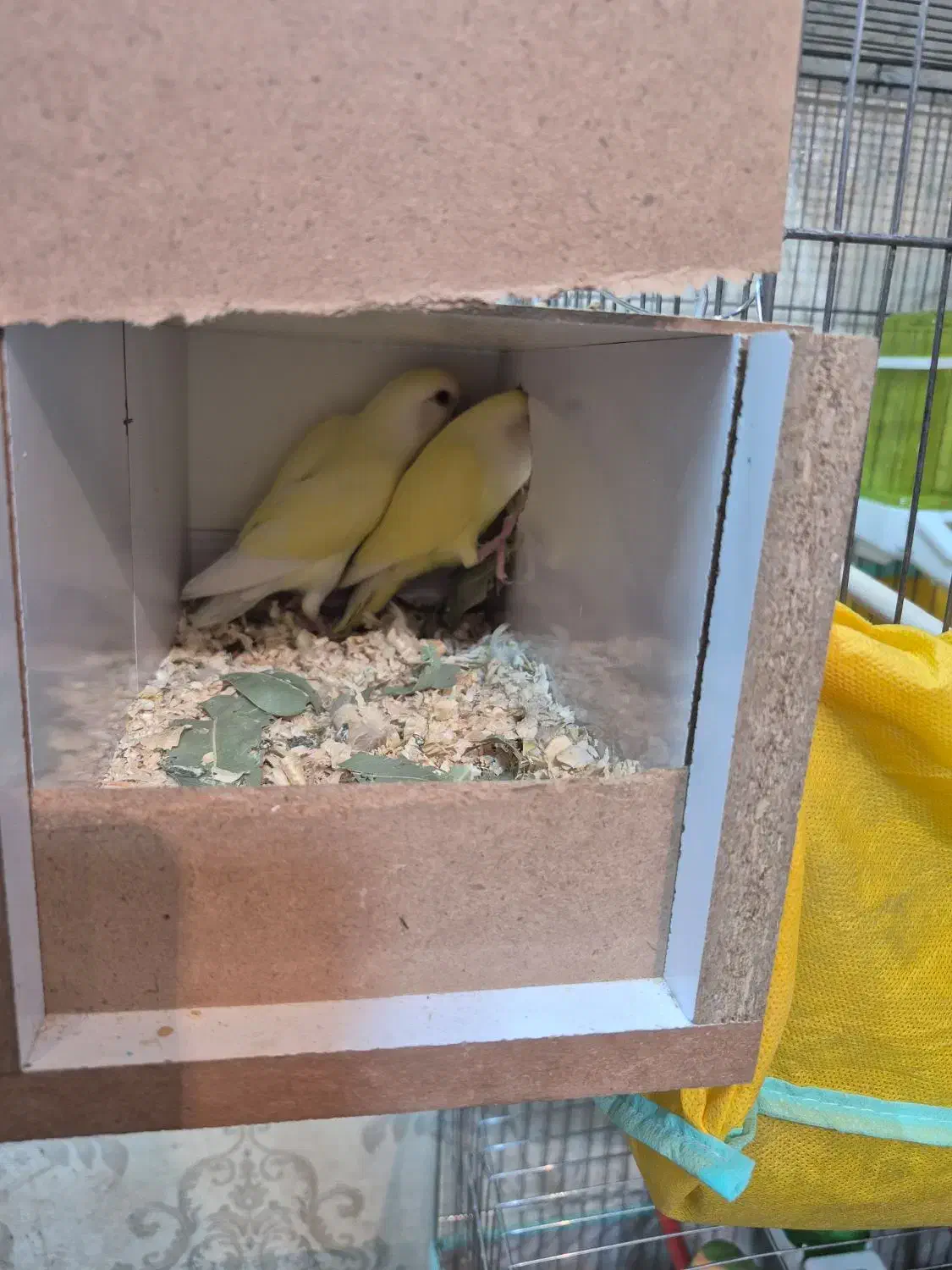 کوتوله و مرغ عشق|پرنده|کاشان, پشت شهربانی|دیوار