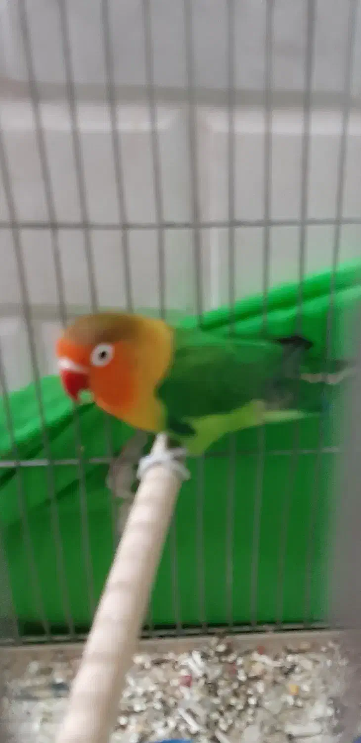 طوطی کوتوله|پرنده|نجف‌آباد, شریعتی غربی|دیوار