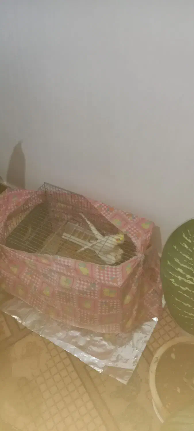 عروس هلندی مولد به تضمین|پرنده|مراغه, |دیوار