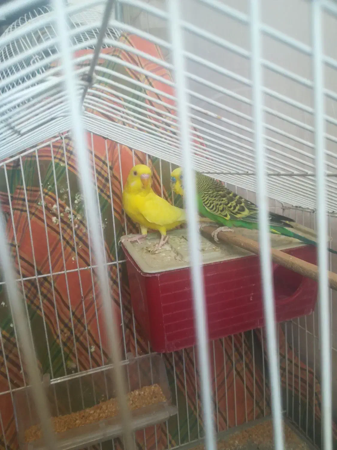 مرغ عشق جفت|پرنده|بیرجند, |دیوار