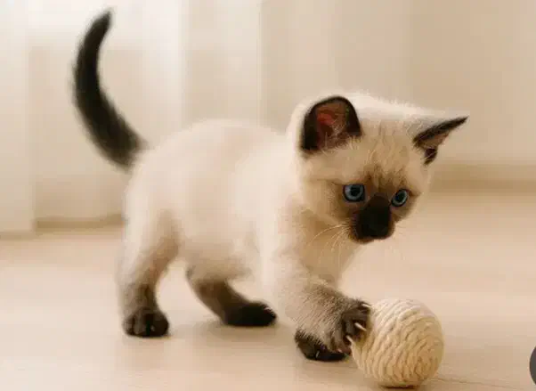 گربه سیامی اصیل|گربه|تهران, تجریش|دیوار