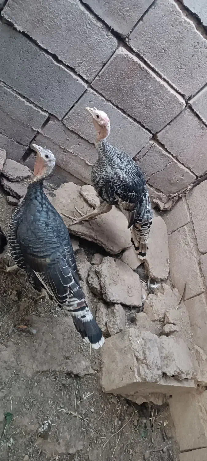 فروش بوقلمون ماده شهرستانگنبکی|حیوانات مزرعه|بم, |دیوار