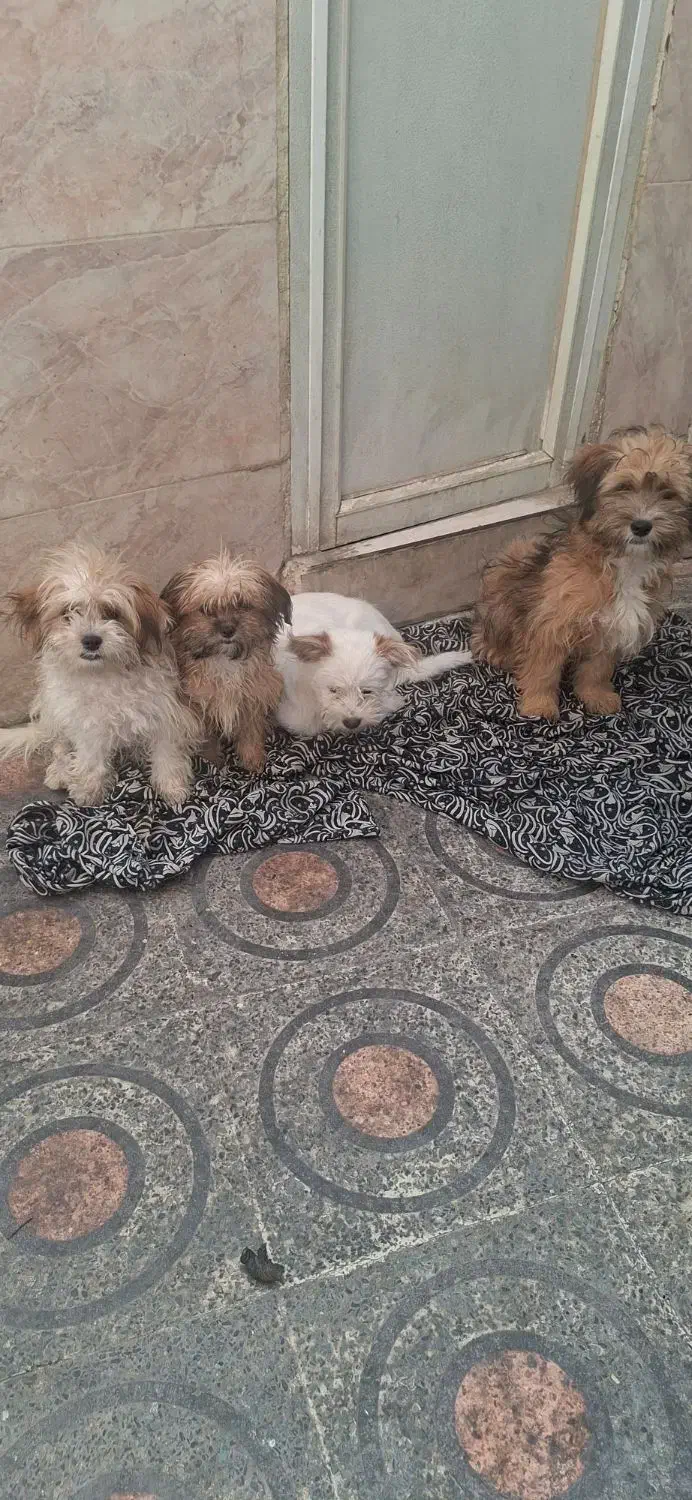 فروش سگ شیزو|سگ|پلدختر, |دیوار