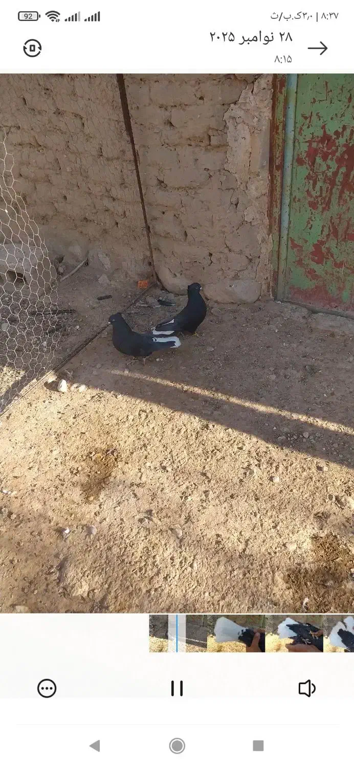 دم سفید|پرنده|فسا, |دیوار