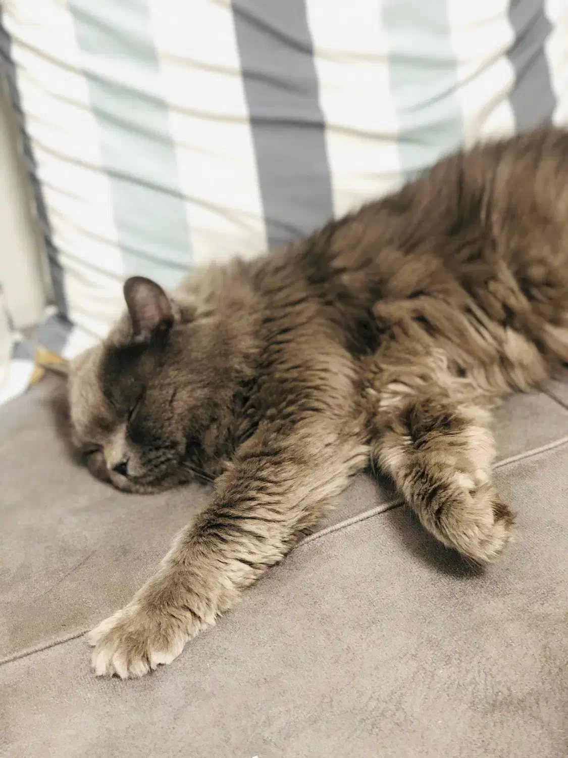 واگذاری گربه|گربه|بندرعباس, |دیوار