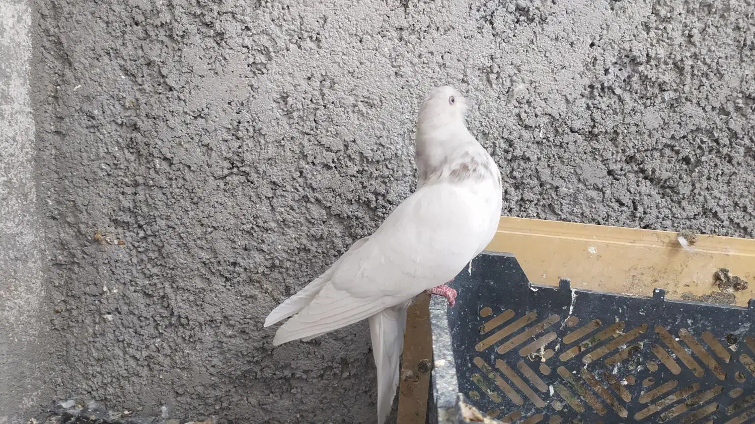 کله دم آبی|پرنده|ایوان, |دیوار