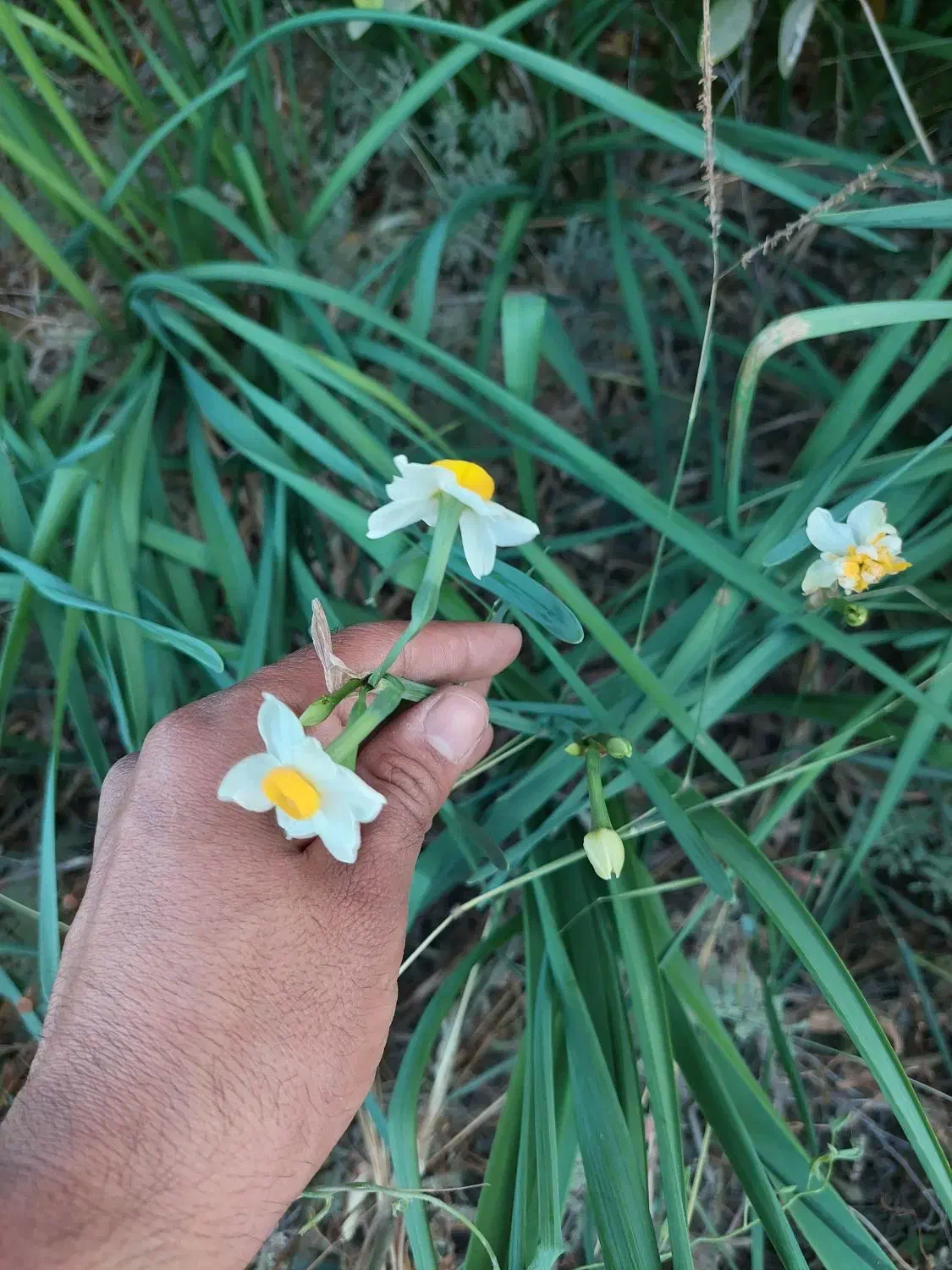 گل نرگس مرغوب بهبهان|گل و گیاه طبیعی|بهبهان, |دیوار