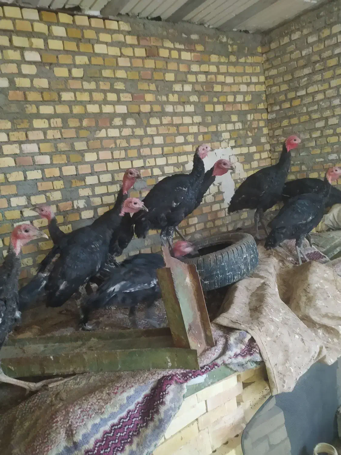 بوقلمون‌قرمزومشکی‌محلی،مرغ  محلی|حیوانات مزرعه|بوکان, |دیوار