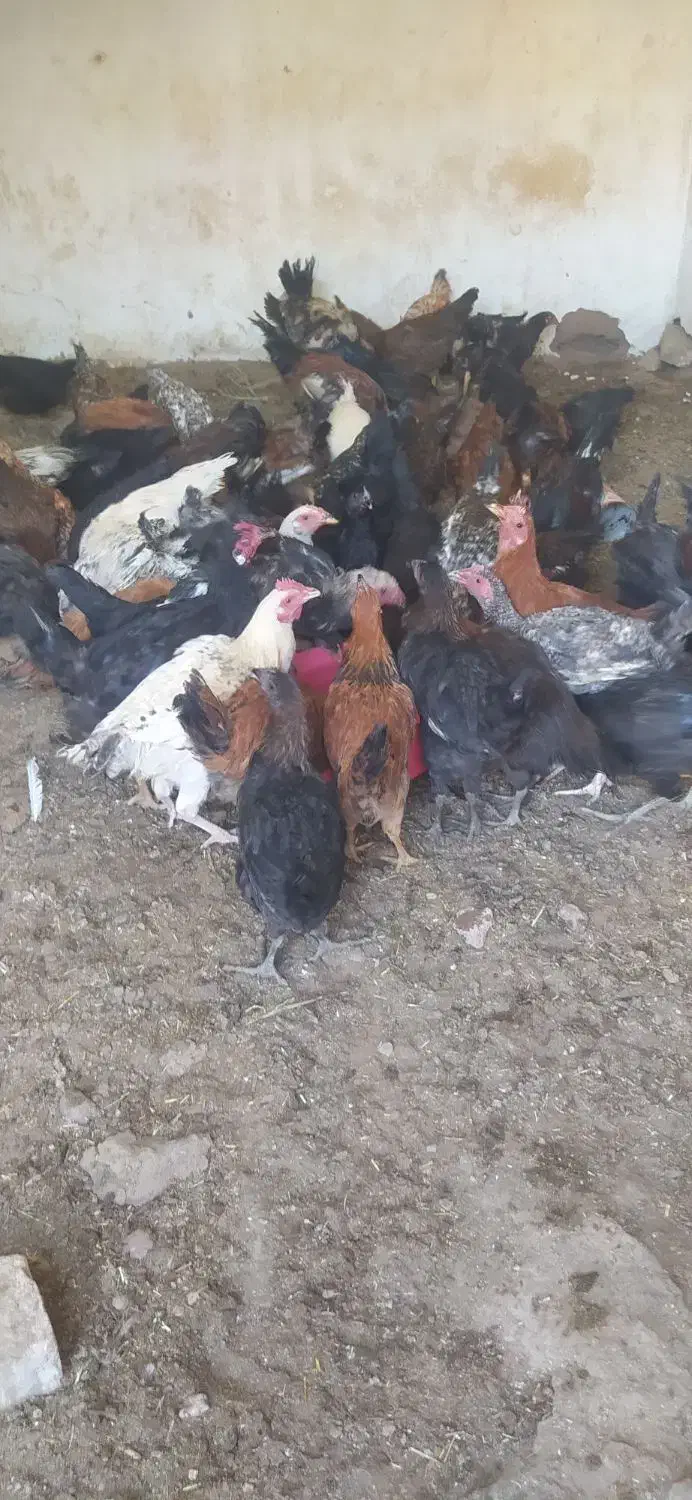 تخچه مرغ و خروس|حیوانات مزرعه|نیشابور, ابراهیمی|دیوار