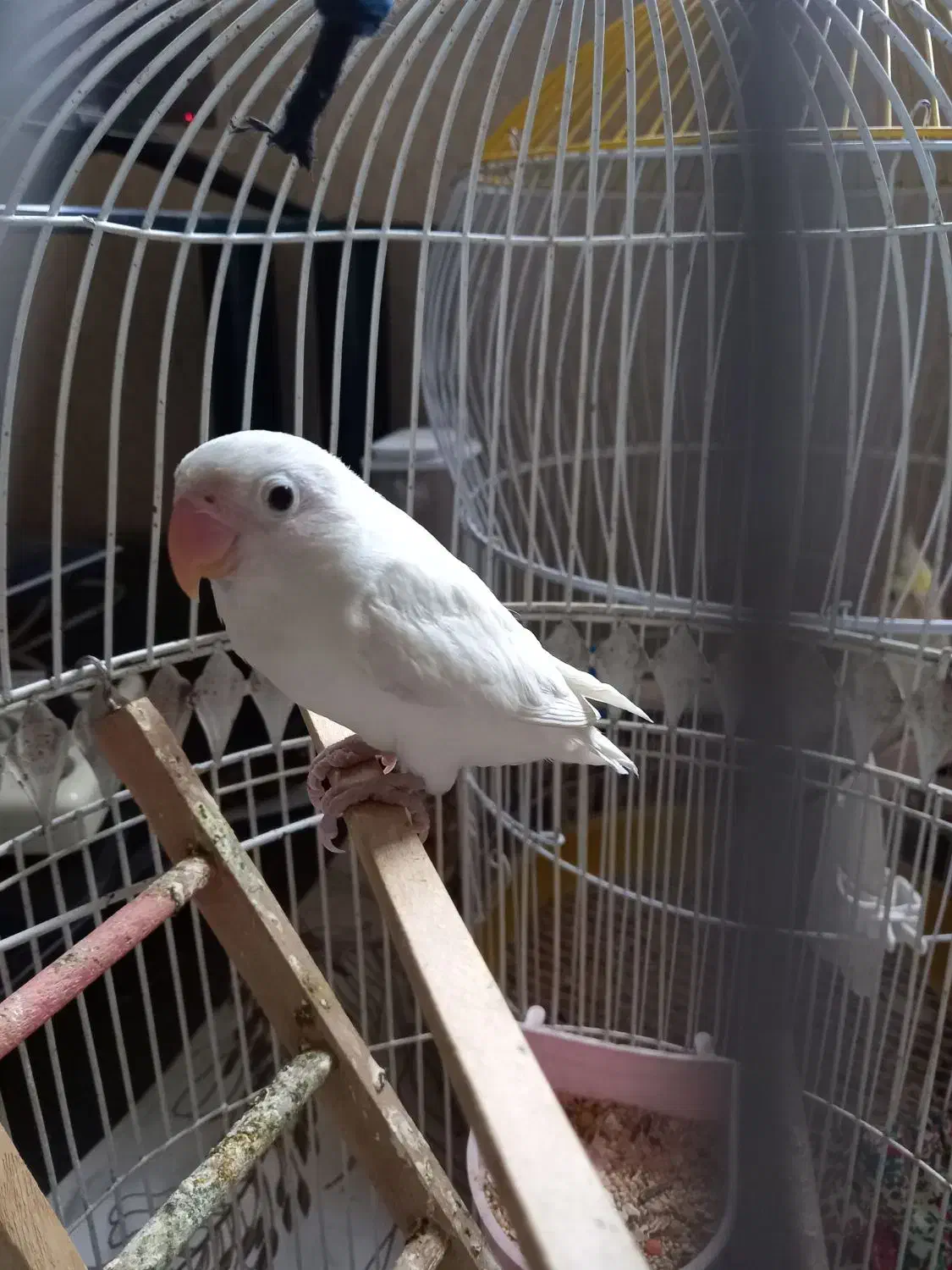 طوطی برزیلی|پرنده|سورک, |دیوار