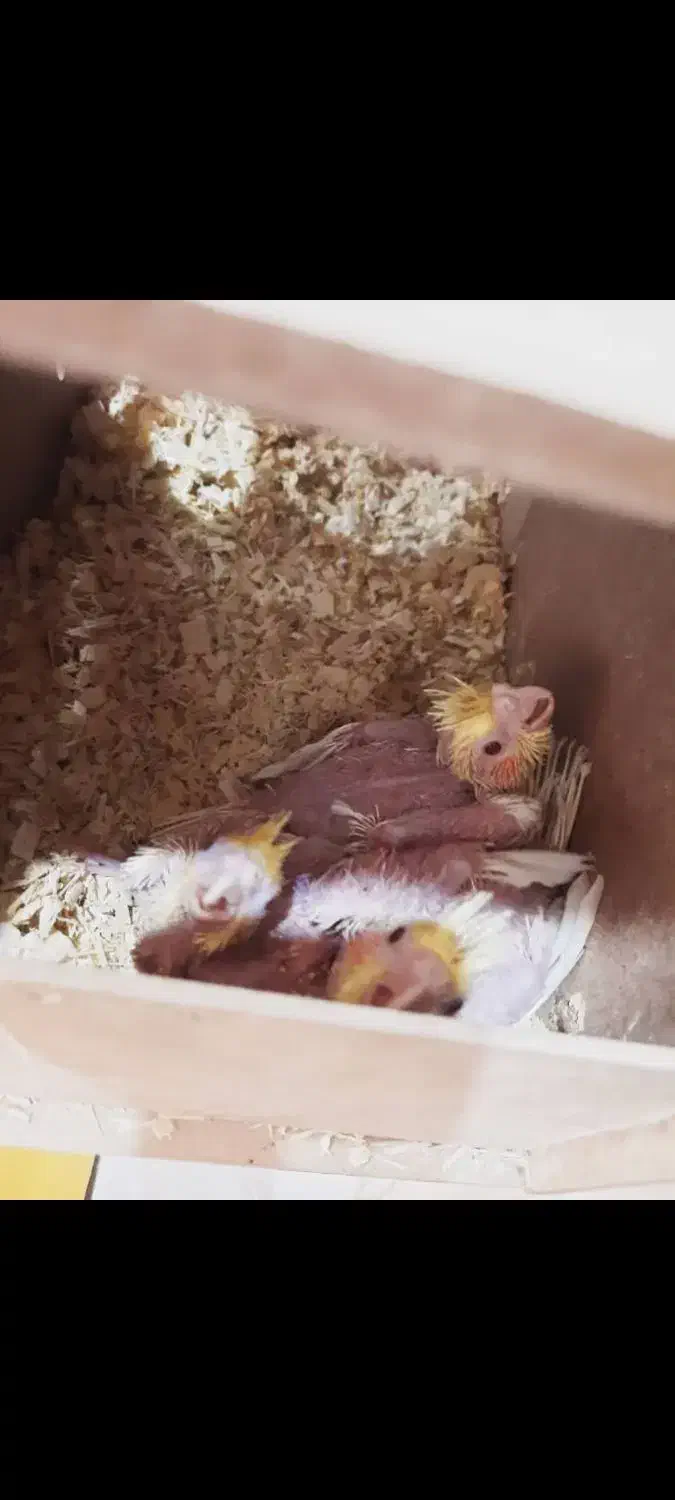 عروس هلندی|پرنده|ری, فیروزآبادی|دیوار