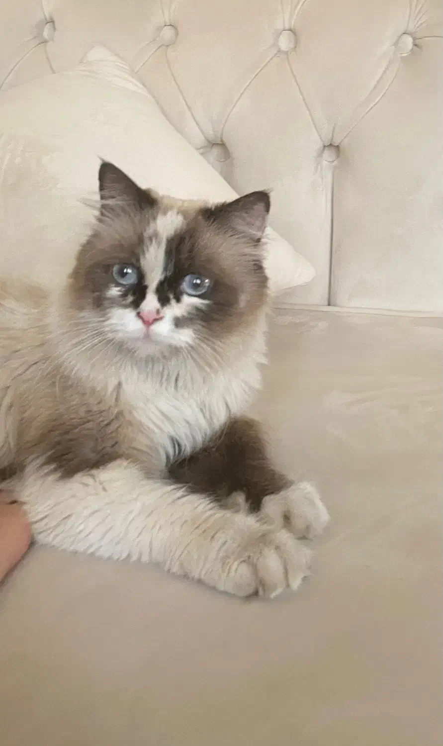 واگذاری گربه برمَن|گربه|میانه, |دیوار