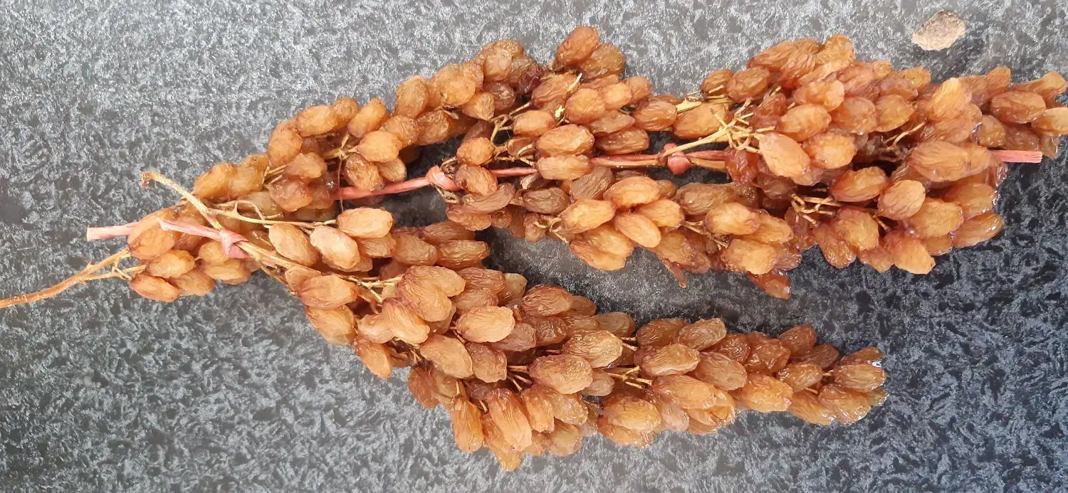 کشمش اشغاری|خوردنی و آشامیدنی|شیروان (خراسان), |دیوار