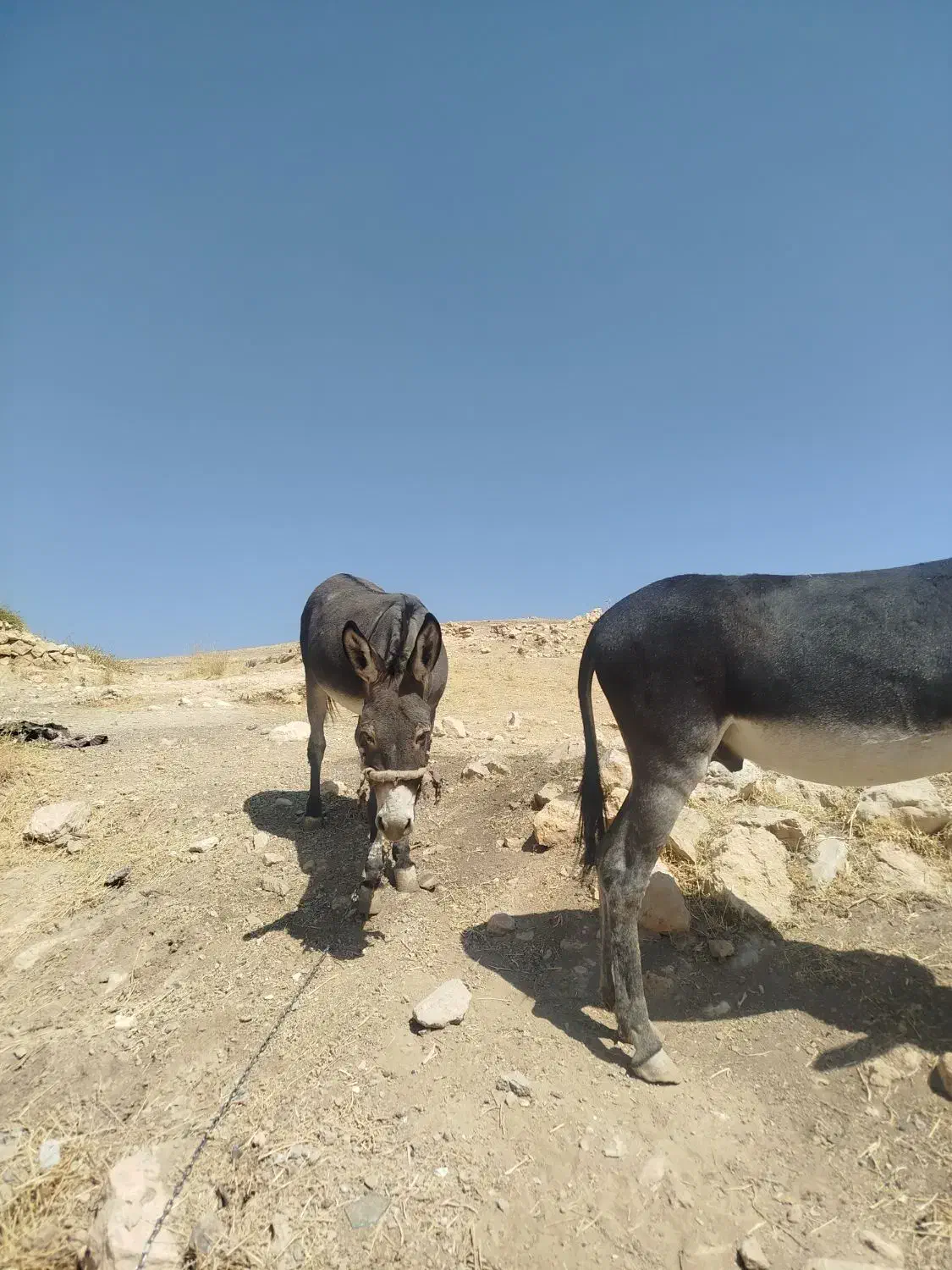 الاغ فروشی|حیوانات مزرعه|شیراز, سعدیه شمالی|دیوار