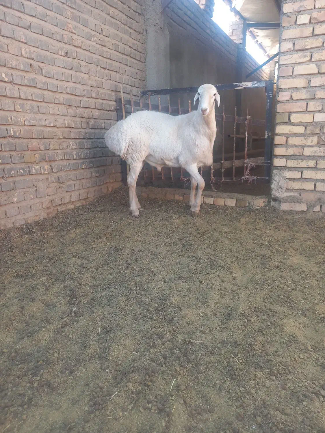 بره قوچی در تربت جام|حیوانات مزرعه|تربت جام, کاریز نو سفلی|دیوار