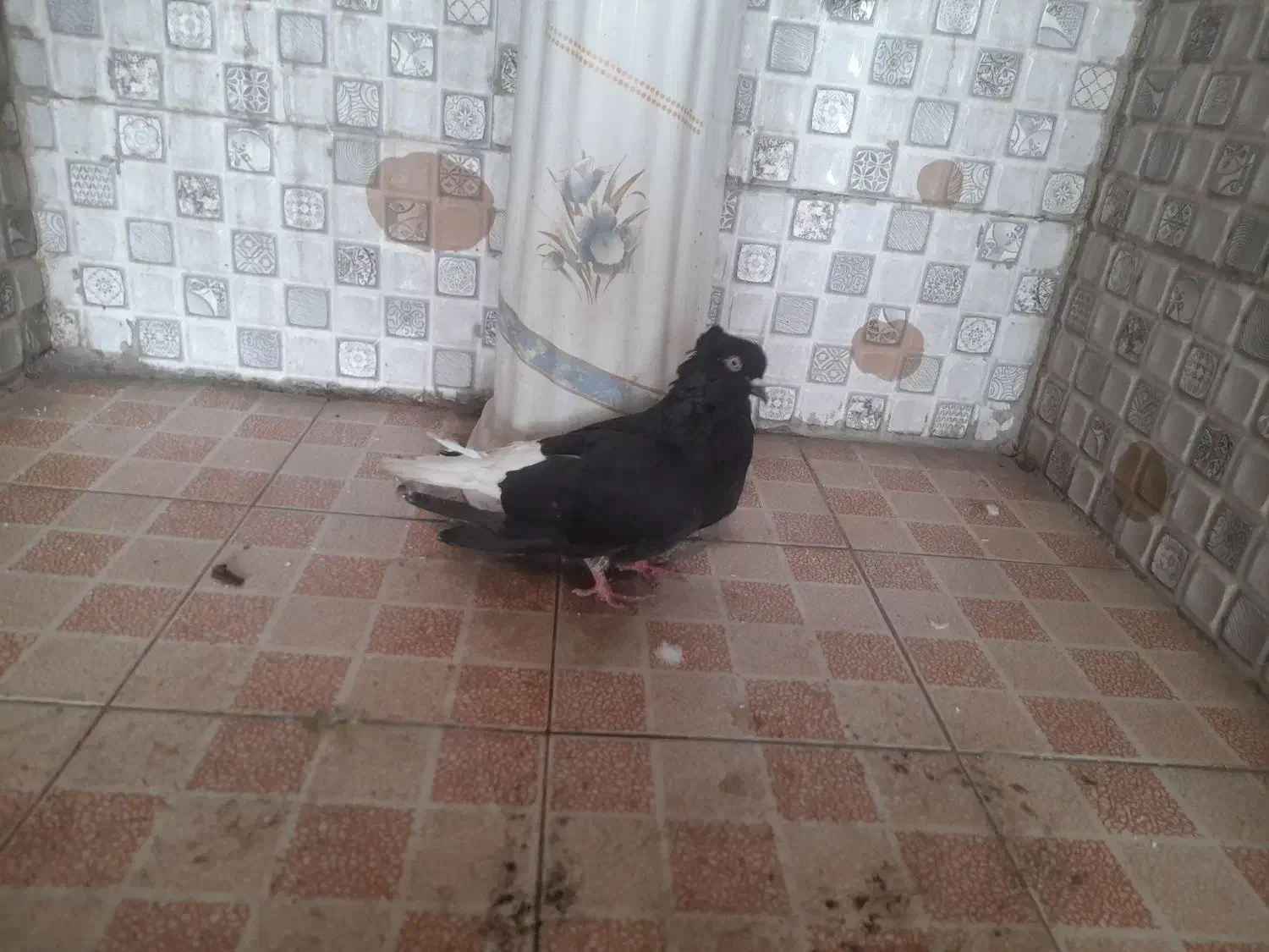 دم سفید ماده آماده جفت|پرنده|قزوین, |دیوار