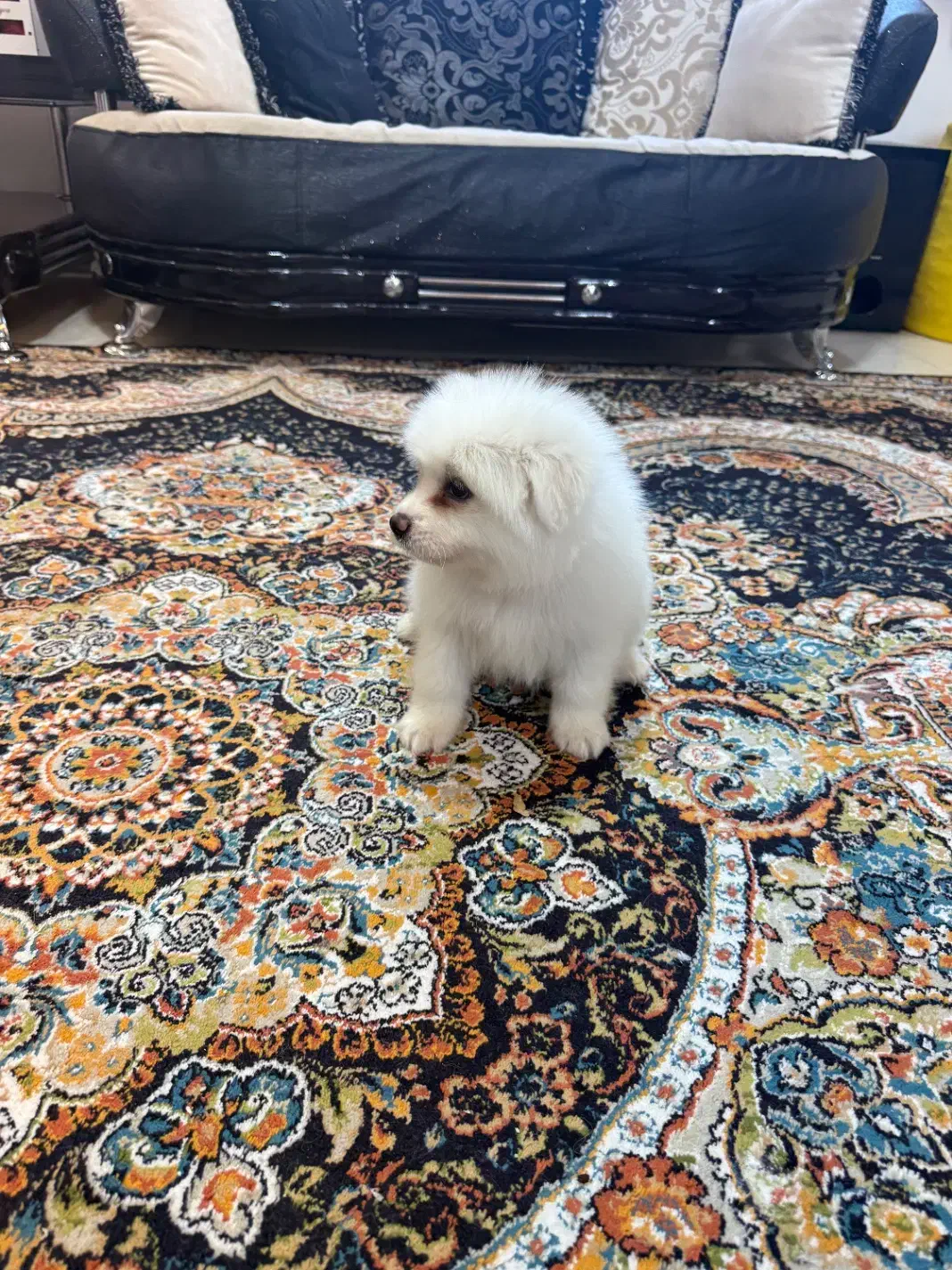 پامرین شیتزو|سگ|شهریار, شهریار|دیوار