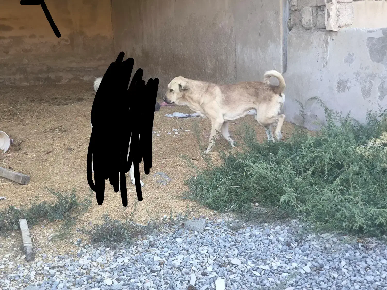 سگ گمشده|حیوانات|ایلام, |دیوار