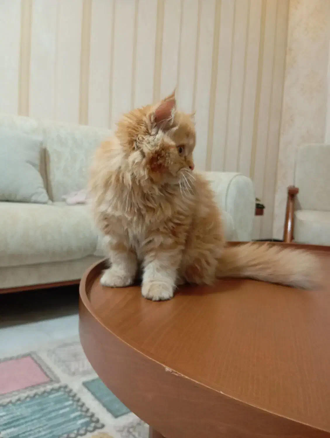 گربه پرشین|گربه|کهریزک, |دیوار