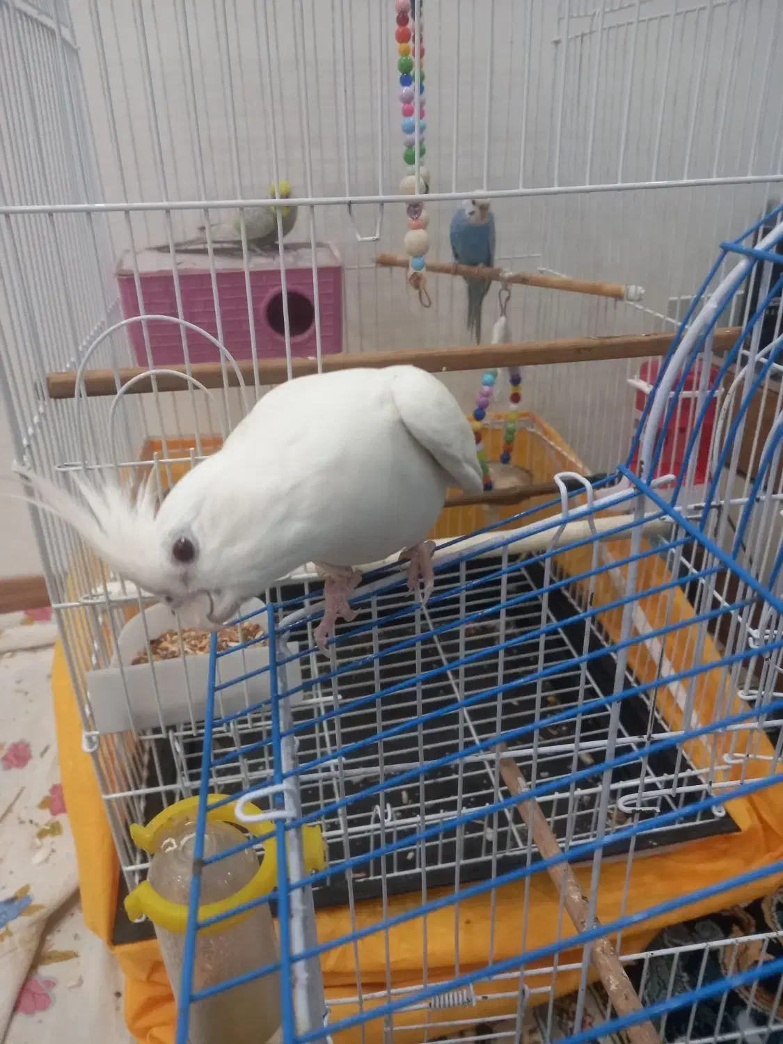 فروش عروس هلندی آلبینو ماده رام دستی ۶ ماهه|پرنده|نشتارود, |دیوار