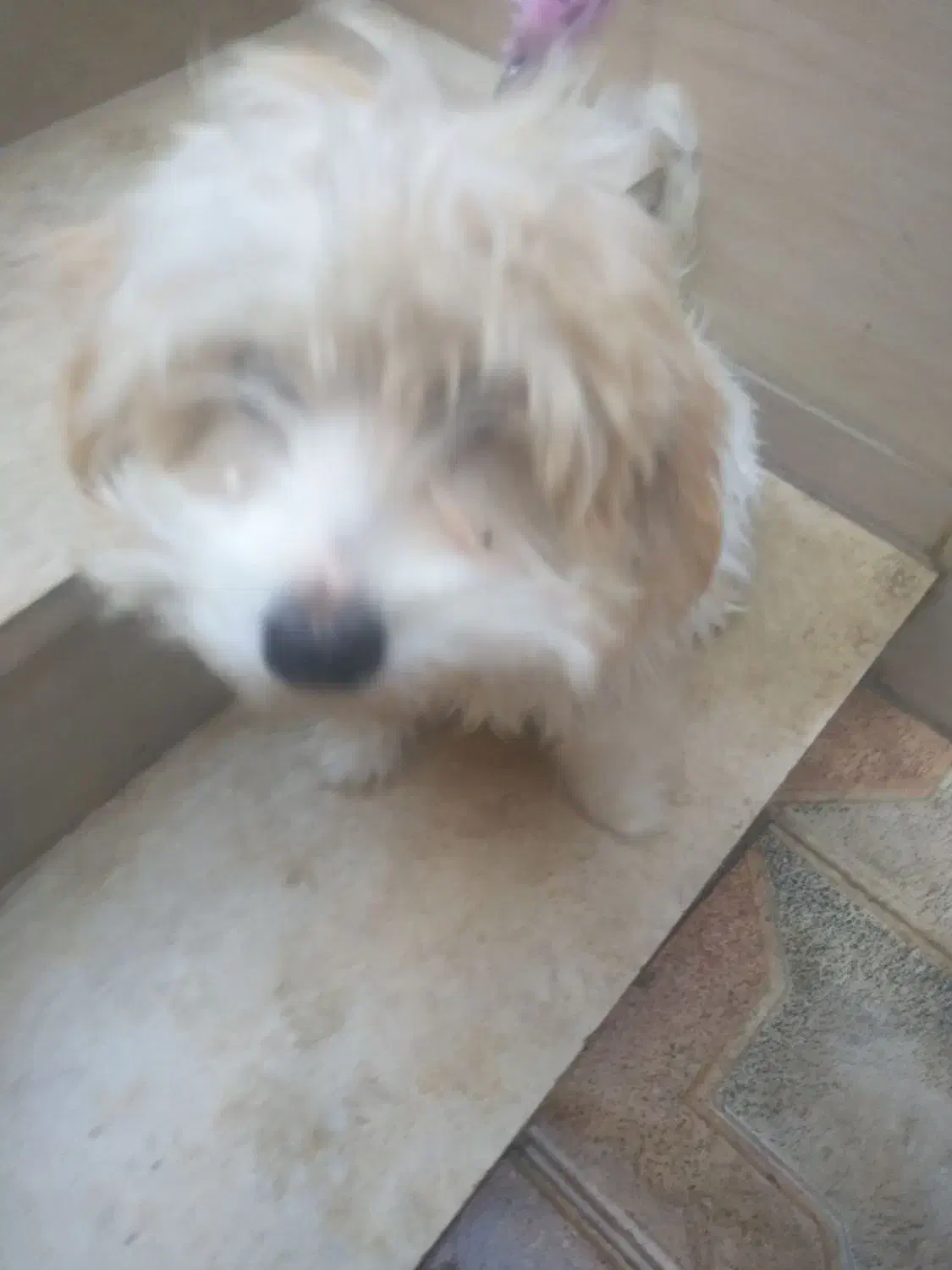 سلام بازیگوش وباهوش|سگ|یزد, |دیوار